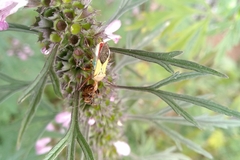 Zelus laticornis