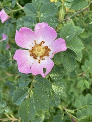 Rosa dumalis