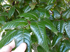 Alectryon excelsus grandis