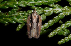 Acleris pulverosana
