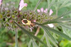 Zelus laticornis