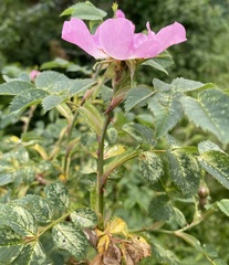 Rosa dumalis