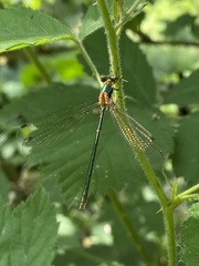 Lestes sponsa