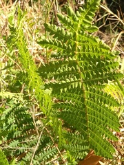 Thelypteris confluens