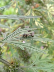 Zelus laticornis