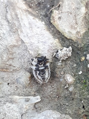 Chrysomela vigintipunctata