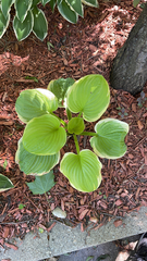 Hosta