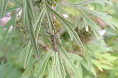 Zelus laticornis