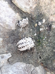 Chrysomela vigintipunctata