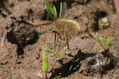 Bombylius minor