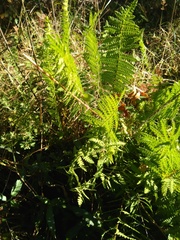 Thelypteris confluens