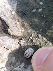 Chrysomela vigintipunctata