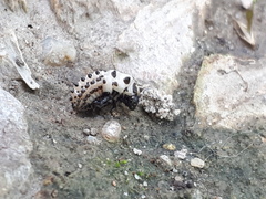 Chrysomela vigintipunctata