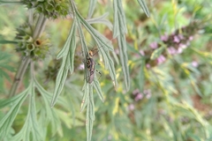 Zelus laticornis