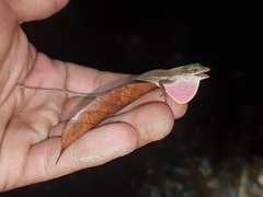 Anolis zapotecorum