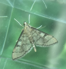 Blepharomastix ranalis