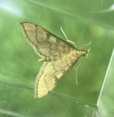 Blepharomastix ranalis