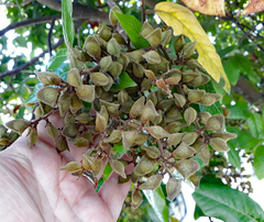 Alectryon excelsus grandis