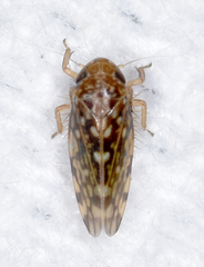 Xestocephalus similis