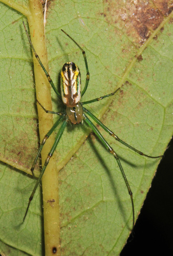 Orchard Orbweaver photo 5