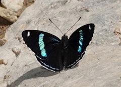 Diaethria anna