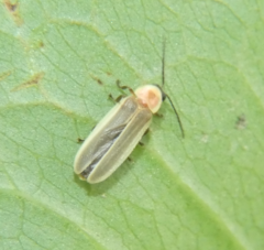 Photinus marginellus