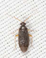 Phoenicocoris