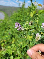 Medicago sativa