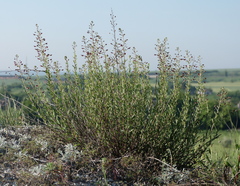Scrophularia cretacea