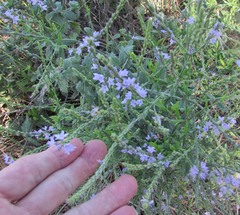 Verbena xutha