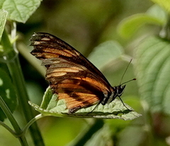 Eresia phillyra phillyra