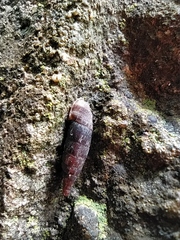 Gastropoda
