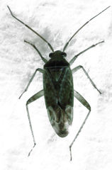 Bipuncticoris