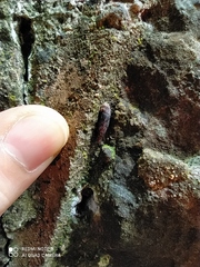 Gastropoda