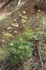 Ligusticum californicum