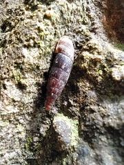 Gastropoda