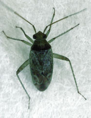 Bipuncticoris