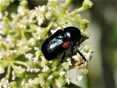 Saxinis saucia