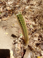 Acanthocereus oaxacensis