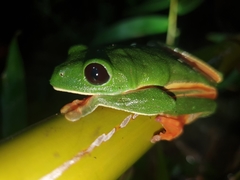 Agalychnis moreletii