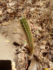 Acanthocereus oaxacensis