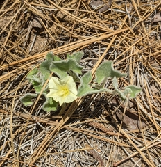 Calystegia malacophylla
