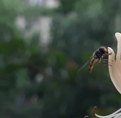 Episyrphus balteatus