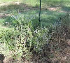 Verbena xutha
