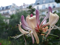 Episyrphus balteatus