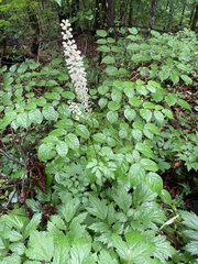Actaea racemosa