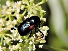 Saxinis saucia