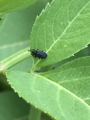 Microrhopala excavata