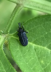 Microrhopala excavata