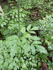 Actaea racemosa